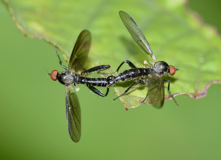 Hybos sp. (Hybotidae) in copula